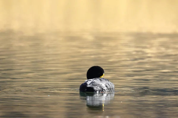 Focha gigante (Fulica gigantea) —  Fotos de Stock