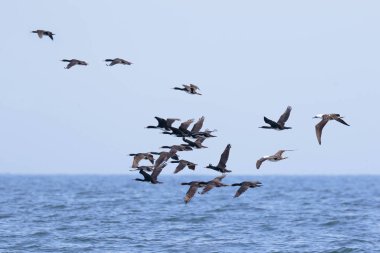 Cormoran guanay (Phalacrocorax bougainvillii)
