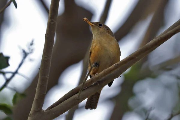 Cucarachero (Trogloditas aedon ) —  Fotos de Stock