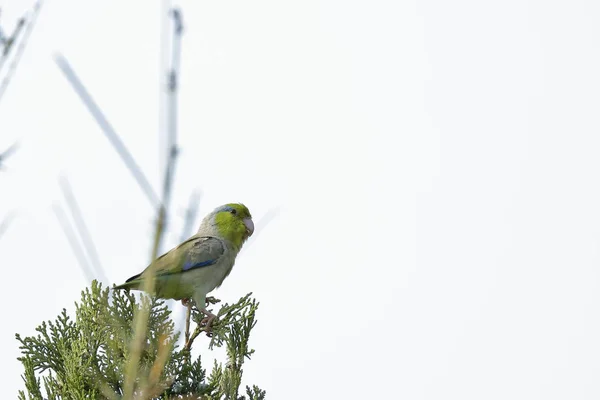 Cotorrita de Piura (Forpus coelestis) Стокова Картинка