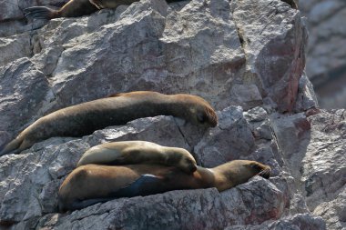 Lobo marino (Otaria Flavescens)