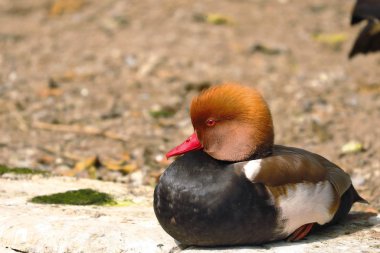 Pato colorado (Netta rufina)