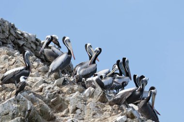 Pelicano alcatraz (Pelecanus thagus)