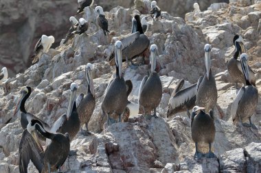 Pelicano alcatraz (Pelecanus thagus)