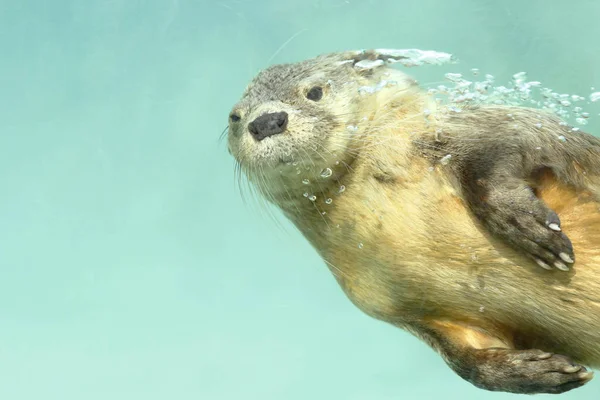 Puerto Deportivo de Nutria (Lontra felina) — Foto de Stock