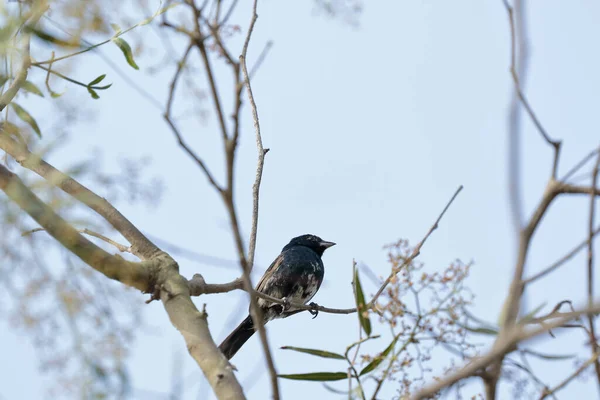 Saltapalito (volatinia jacarina)) — Stockfoto