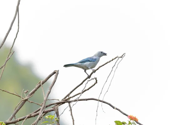 Tangara azulada (Thraupis episcopus) — Foto de Stock