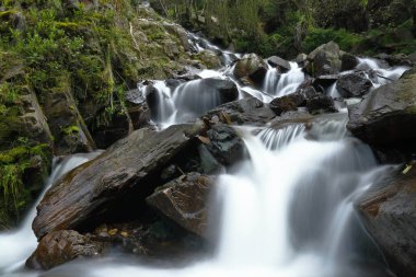 Andean Ormanı 'nın iç kısımlarına, dağlarda bulunan Miraflores adlı bir dereye güzel bir doğal su düşer..