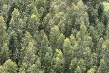 Huancayo vadisindeki okaliptüs ağaçlarının doğal dokusu..