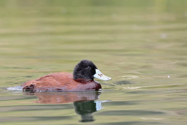 Ruddy Duck Oxyura Ferruginea Belo Espécime Natureza Empoleirado Nos Ramos — Fotografia de Stock