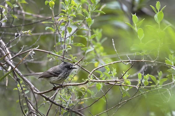 Красивый Экземпляр Tit Tyrant Anairetes Parulus Дикой Природе Прячется Ветвях — стоковое фото