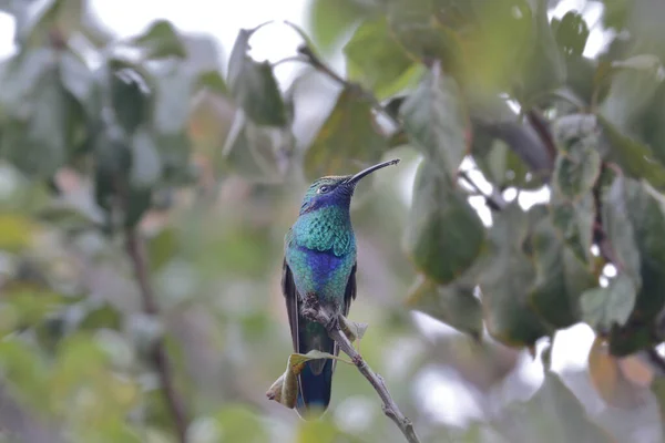Sparkling Violetear Colibri Coruscans Beautiful Hummingbird Violet Ears Perched Quietly — Stock Photo, Image