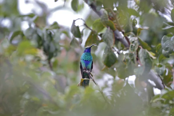Sparkling Violetear Colibri Coruscans Ein Wunderschöner Kolibri Mit Violetten Ohren — Stockfoto