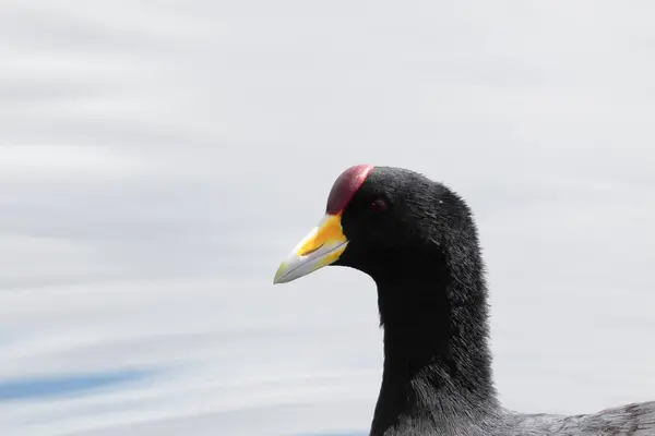 Coot Des Andes Fulica Ardesiaca Beau Spécimen Liberté Perché Sur — Photo