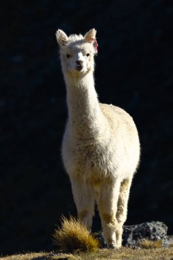 Yalnız Alpaca (vicugna pacos) şafak vakti bir tepenin yamaçlarında beslenirken kaydedildi..