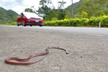Sahte mercan (Oxyrhopus melanogenys) yolda ölü bulundu. Chanchamayo - Peru