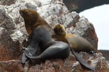 Güney Amerika Kürk Mührü (Arctocephalus australis), özgürce kopyalandı