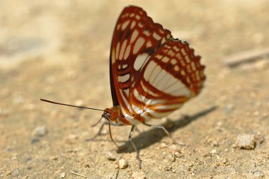 Kelebek (Adelpha erotia) toprak neminde