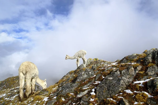 Gyönyörű Alpaka Vicugna Pacos Újszülött Kisbabájával Andoki Csúcsokon Egy Hóesés — Stock Fotó
