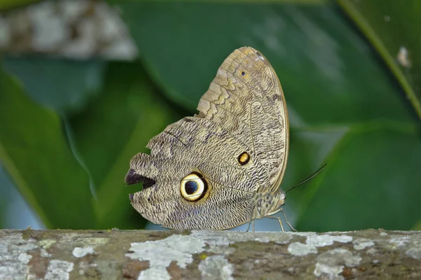 オオカミ蝶 Caligo Eurilochus — ストック写真