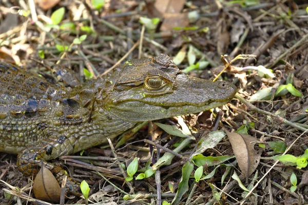 Κοινό Caiman Caiman Crocodilus Αντίγραφο Που Λαμβάνεται Ελεύθερα — Φωτογραφία Αρχείου