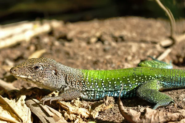 Giant Ameiva Ameiva Ameiva Copy Taken Freedom — Stok fotoğraf