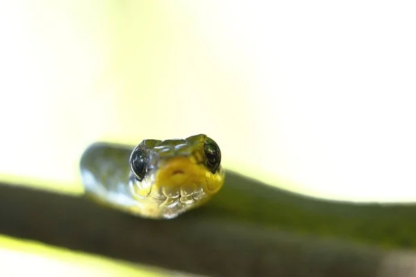 Çift Başlı Sipo Chironius Bicarinatus Özgürce Alındı — Stok fotoğraf