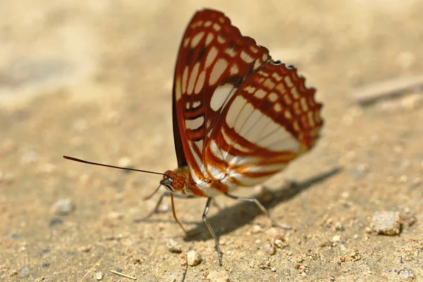 Butterfly Adelpha Erotia Soil Moisture — Stock Photo, Image