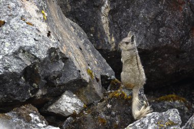 Vizcacha peruana (Lagidium Peruanum) doğal ortamında kayaların üzerine tünemiş ve dinlenmektedir..
