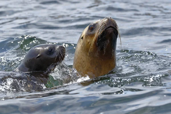 Leão Marinho Sul Americano Otaria Flavescens Mãe Nadando Com Seus — Fotografia de Stock