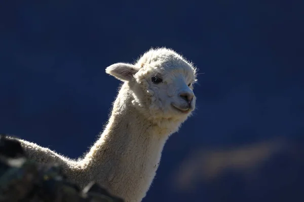 Lonely Alpaca Vicugna Pacos Recorded Dawn Slopes Hill While Feeding — Stockfoto