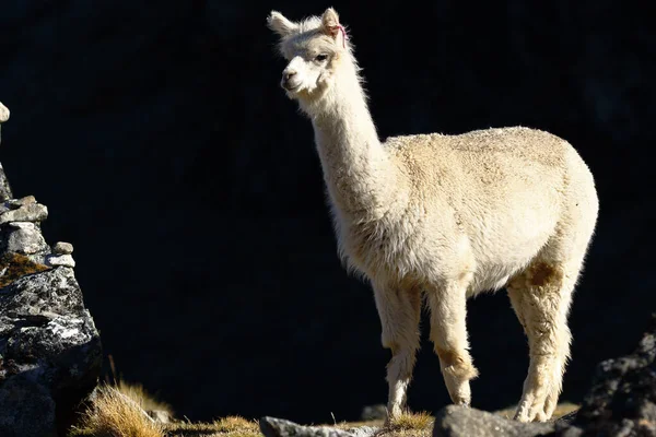 Lonely Alpaca Vicugna Pacos Καταγράφονται Την Αυγή Στις Πλαγιές Ενός — Φωτογραφία Αρχείου