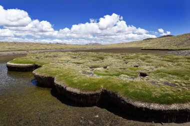 Andean vegetation subjected to water stress due to climate change and slow desertification