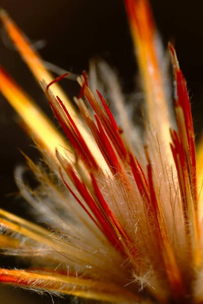 Floración Planta Andina Chuquiraga Spinosa Conocida Como Huamanpinta Junn Perú —  Fotos de Stock