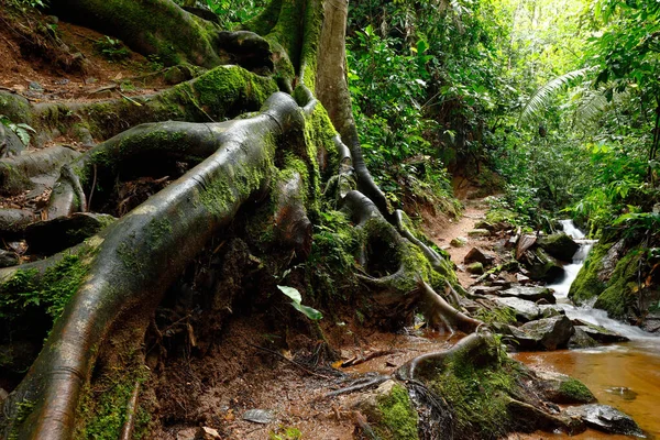 Baumwurzeln Tiefen Dschungel Chanchamayo Peru — Stockfoto