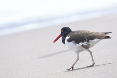 American oystercatcher (Haematopus palliatus), an example found on the shore of the beach looking for its food