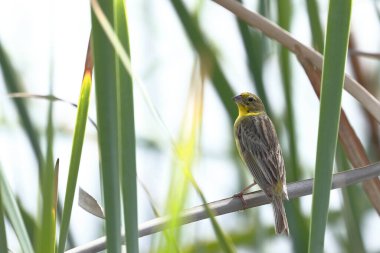 Yeşil ispinoz (Sicalis luteola), sazlıklara tünemiş bir kuş türü.