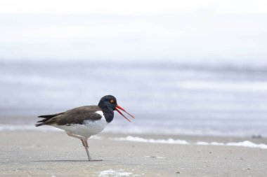 American oystercatcher (Haematopus palliatus), an example found on the shore of the beach looking for its food