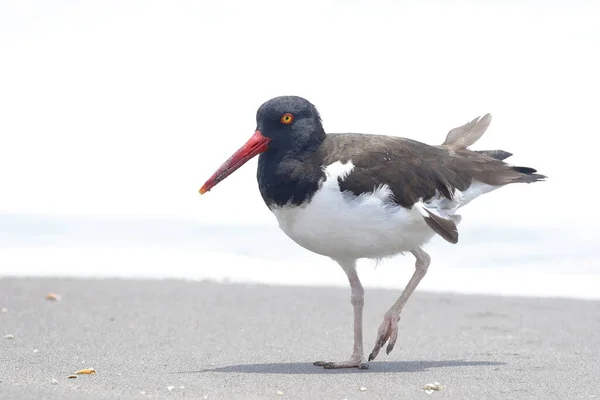 Amerykański Łowca Ostryg Haematopus Palliatus Przykład Znaleziony Brzegu Plaży Poszukiwaniu — Zdjęcie stockowe