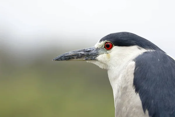 Garza Nocturna Coronada Negra Nycticorax Nycticorax Detalle Cabeza Hermoso Espécimen —  Fotos de Stock