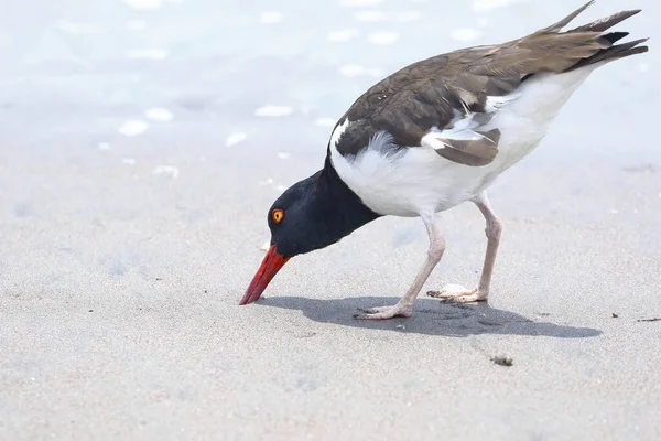 Amerykański Łowca Ostryg Haematopus Palliatus Przykład Znaleziony Brzegu Plaży Poszukiwaniu — Zdjęcie stockowe