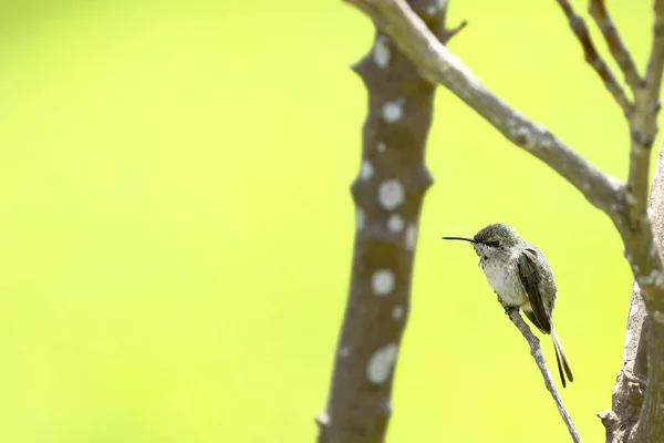 Peruwiański Sheartail Thaumastura Cora Młody Samiec Wolności Pozujący Gałęziach Krzewu — Zdjęcie stockowe