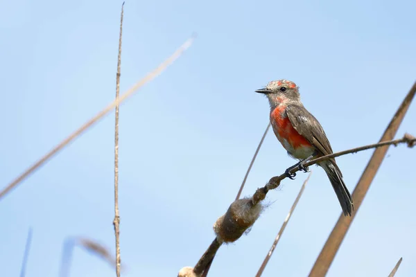 Sinekkapan Pyrocephalus Rubinus Doğal Ortamında Bir Dala Tünemiş Genç Erkek — Stok fotoğraf