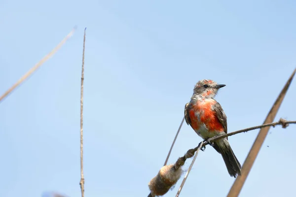 Moucherolle Vert Pyrocephalus Rubinus Portrait Jeune Spécimen Mâle Perché Sur — Photo