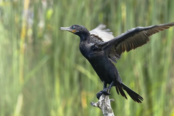 Neotropic Cormorant Nannopterum Brasilianus 표본은 서식지에서 날개를 정보를 — 스톡 사진