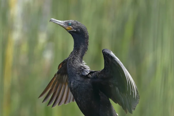 Neotrope Aalscholver Nannopterum Brasilianus Detail Van Het Specimen Wappert Zijn — Stockfoto