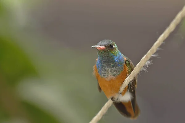 Amazilia Colibri Amazilia Amazilia Premier Plan Reposant Paisiblement — Photo