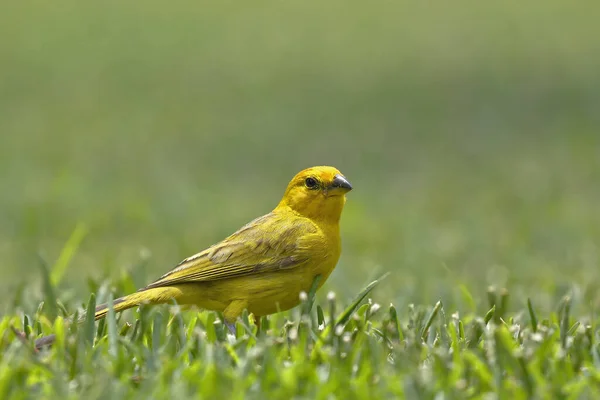 Saffron Finch Sicalis Flaveola 在草坪上觅食 — 图库照片