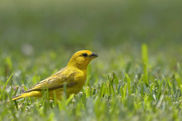 Pinzón Azafrán Sicalis Flaveola Busca Comida Césped —  Fotos de Stock