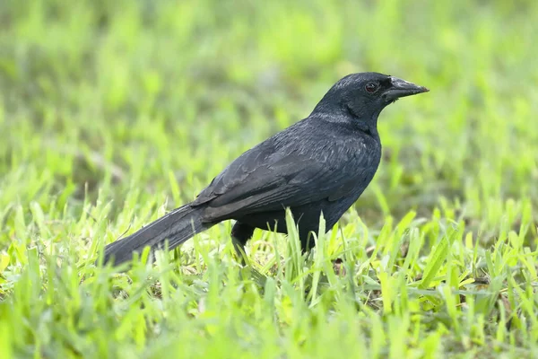 Scrub Blackbird Nurkuje Warczewiczi Poszukuje Pożywienia Trawniku — Zdjęcie stockowe